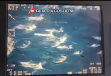 VIDEO| Incontro spettacolare: un branco di delfini al largo di Monopoli
