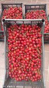 frutta3