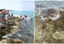 Monopoli, bagnanti cercano di salvare una tartaruga. Morta con una rete impigliata