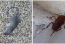 Monopoli, Cazzorla: “Blatte gigantesche e topi: a Monopoli situazione critica”