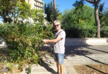 Brescia: “Da sindaco abbatterò le barriere architettoniche”. E intanto pota un cespuglio per liberare uno scivolo