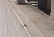 Monopoli si riempie di cavallette. Insetti anche negli appartamenti