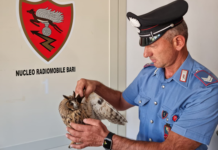 Gufo ferito sul ciglio della strada, salvato da un Carabiniere