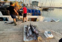 Monopoli, non rispetta le procedure tecniche di sbarco: sanzionato pescatore professionale