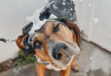 Fare il bagno al cane: come e quando?