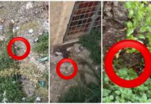 Monopoli, topi nell’atrio della scuola e guano di piccioni. I genitori: “Sanificate gli ambienti”