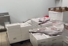 Monopoli, sospesa l’attività di una piattaforma logistica: sequestrato prodotto ittico