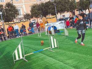 agility dog 77