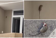 Monopoli, topi in via Lepanto e in via Rattazzi sui palazzi e in strada