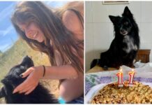 Monopoli, Ylenia: “La mia cagnolina Shila morta a Capodanno per i botti”