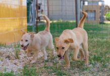 I NAS al canile di Monopoli: accertato il benessere animali