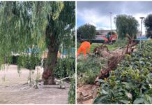 Monopoli, via Gobetti, il Comitato: “Parola d’ordine distruggere. Quale era la colpa di questi alberi trentennali”