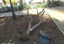Monopoli, albero sradicato in villa S. Antonio. Brescia: “Atto vandalico o cedimento?”