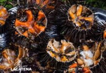 Ricci, stop per 3 anni. Lacatena: “Indennizzi per i pescatori autorizzati”