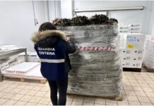 Monopoli, sequestrata una tonnellata di cozze presso una piattaforma logistica