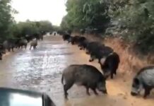 Allarme branchi di cinghiali: via libera all’abbattimento anche ad agricoltori e allevatori