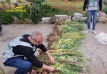 Papaveri da oppio tra ortaggi e alberi da frutto, denunciato il proprietario. Operazione dei finanzieri di Monopoli