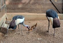 Nascono 4 pulcini di gru coronata: evento rarissimo nel giardino floro-faunistico della Plastic Puglia: