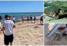 Monopoli, tartaruga depone uova in spiaggia al Capitolo. Area delimitata