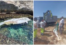 Monopoli, carcassa di delfino tra gli scogli: una gru per rimuoverla
