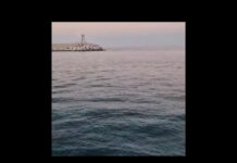 Monopoli, sorpresa durante l’uscita in barca: una tartaruga in mare al porto