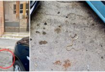 Monopoli, trovato morto il serpente in via Europa Libera