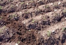 Allarme cinghiali, Coldiretti: “Esercito in campo per fermare l’invasione”