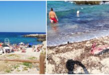 Monopoli, carcassa di delfino tra i bagnanti: Brescia: “Ci giocano i bambini: si rimuova”