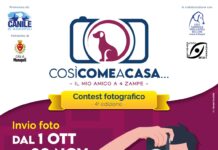 “Così come a casa, il mio amico a quattro zampe”, al via il contest fotografico