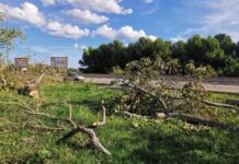 Monopoli, Manisporche: “Dei 187 alberi in corso di eliminazione prevista la sostituzione solo di 7”