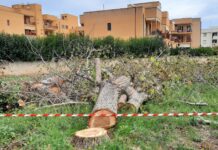 Pd: “Alberi abbattuti, scempio in via Monterisi. Monopoli sta morendo soffocata dal cemento”