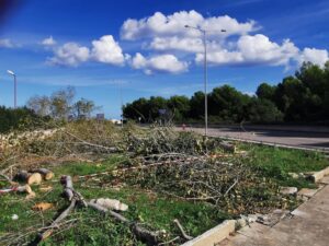 albero 5