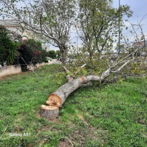 albero1