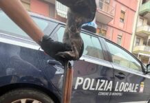 Monopoli, dimentica un fucile da caccia in strada: denunciato dalla Polizia Locale