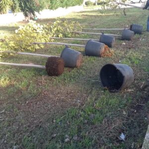 Alberi 2023 04
