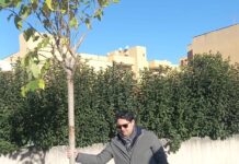 Monopoli, parte da via S. Marco la piantumazione di nuovi alberi. Iaia: “Nostra intenzione potenziare il verde”