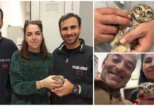 Trova una civetta ferita in strada e la salva: da Monopoli la dolce storia di fine anno