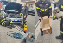 Monopoli, gatto nel vano motore dell’auto: turisti se ne accorgono. Salvato dai Vigili del Fuoco