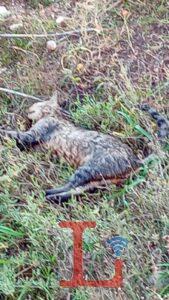 gatto morto2