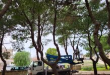 Monopoli, lavori di rimozione dei nidi di processionaria sugli alberi di pino