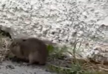 Monopoli, topo a spasso in via Lepanto. Il video di un cittadino
