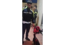 Monopoli, abbandona il cane nel portabagagli e si immerge nella movida. Denunciato