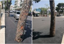 Monopoli, Legambiente: “Una colata di asfalto ha soffocato gli alberi di pino in via Veneto”Â