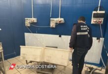 Prodotti ittici non tracciabili, sequestrati oltre 7 quintali ad un grossista e 1.500 euro di sanzione