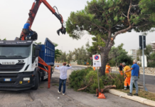 Monopoli: via i pini, spazio ad alberi di gelsi e melie nel nuovo parcheggio di via Procaccia