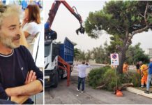 Monopoli, Brescia: “Si rimuovono pini in estate per ripiantare alberelli ad ottobre: non ha senso”