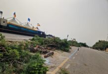 Monopoli, altri pini tagliati. Legambiente: “Scelta scellerata, desertificazione in atto. Amministrazione miope”