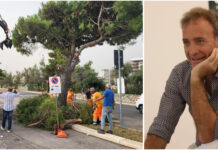 Abbattimento pini via Procaccia, Suma alle civiche di maggioranza: “Una certezza: state procedendo senza navigatore”