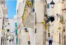 Monopoli, in via Barbacana spuntano girasoli: così il borgo antico si tinge di giallo