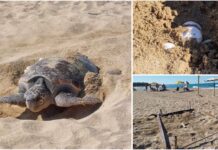 Monopoli, in una settimana 2 tartarughe depongono le uova al Capitolo